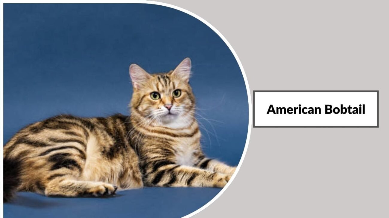  American Bobtail