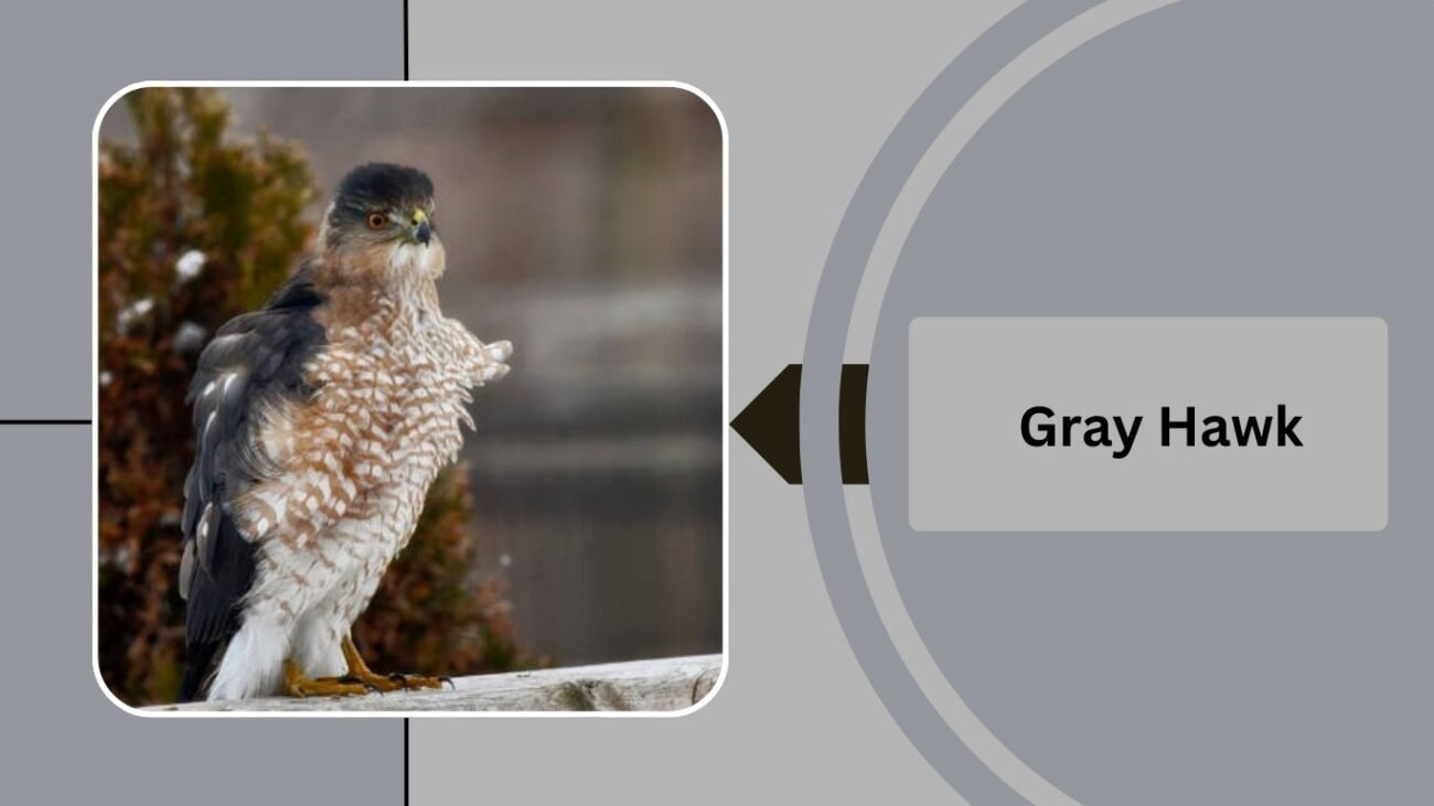 Gray Hawk