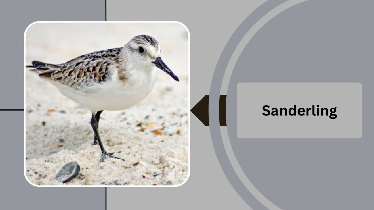 Sanderling