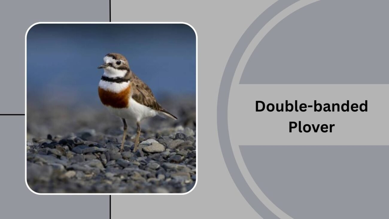 Double-banded Plover