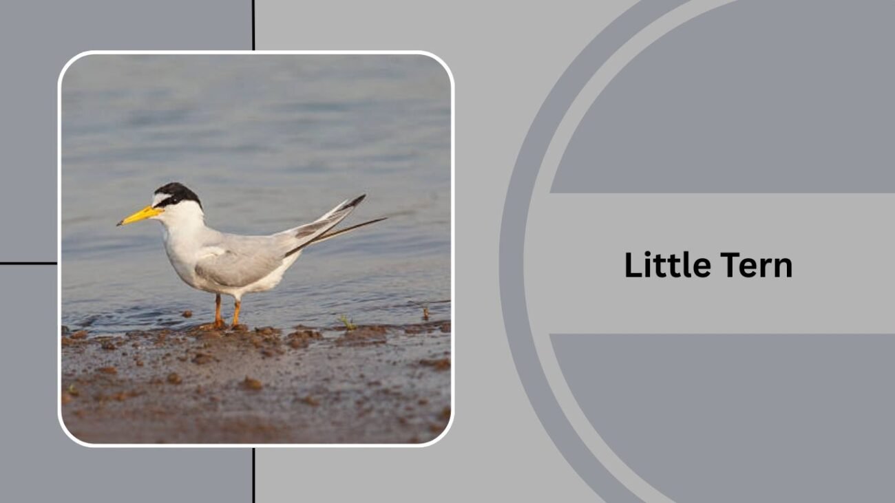 Little Tern
