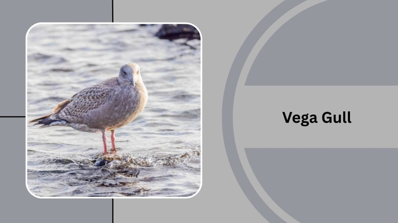 Vega Gull