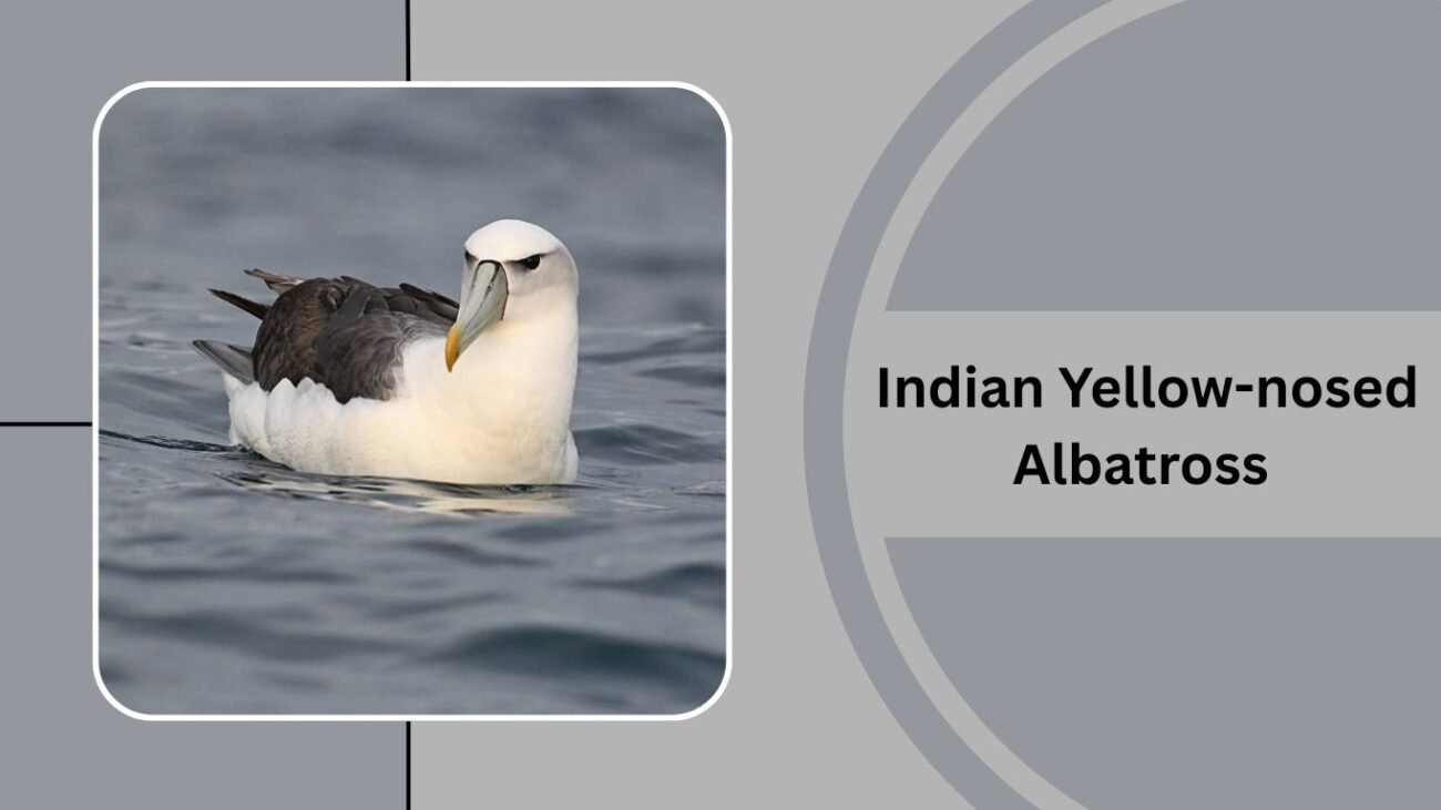 Indian Yellow-nosed Albatross
