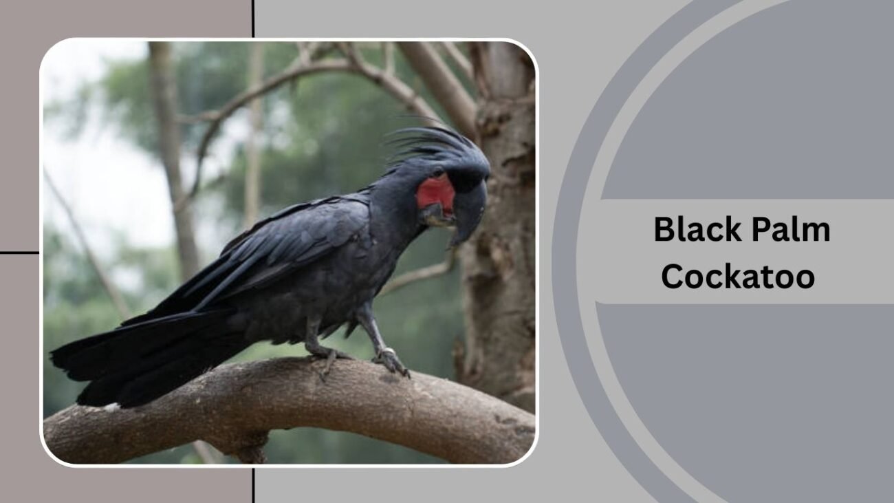 Black Palm Cockatoo