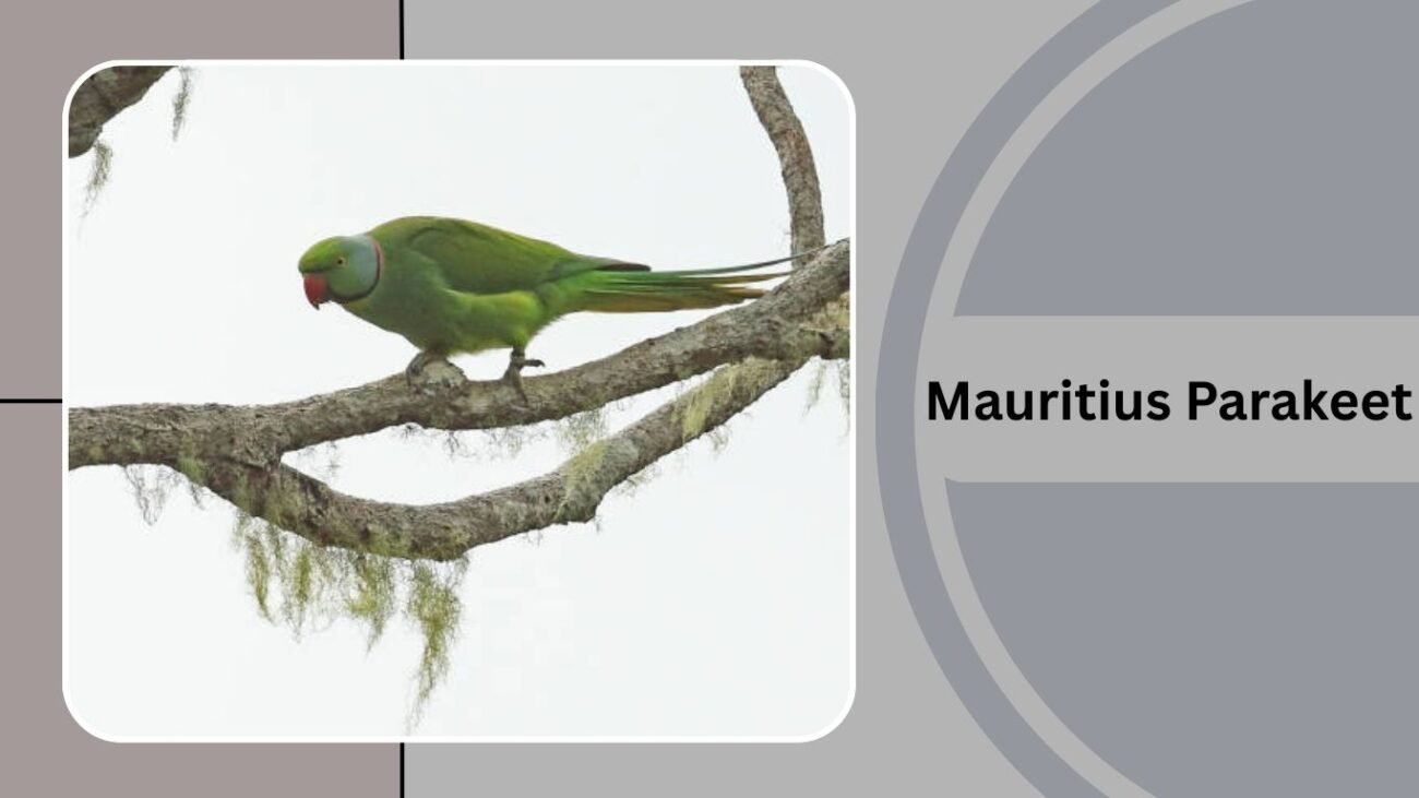 Mauritius Parakeet