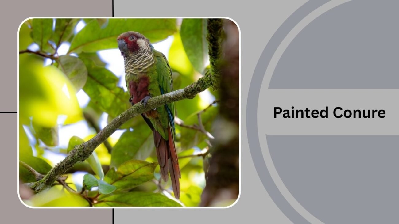 Painted Conure