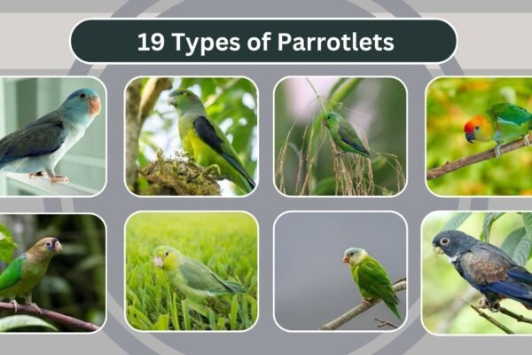 19 Types of Parrotlets