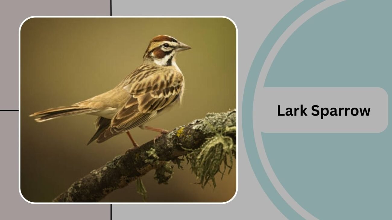 Lark Sparrow