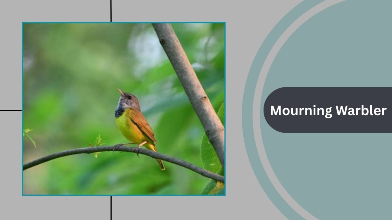 Mourning Warbler