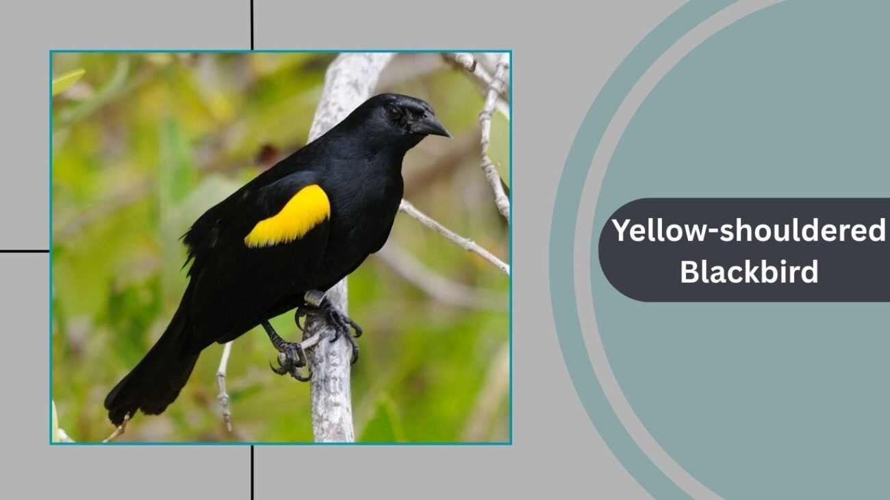 Yellow-shouldered Blackbird