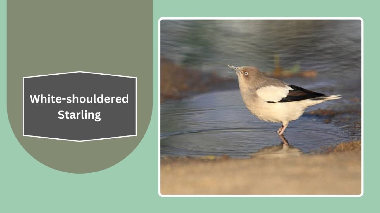 White-shouldered Starling