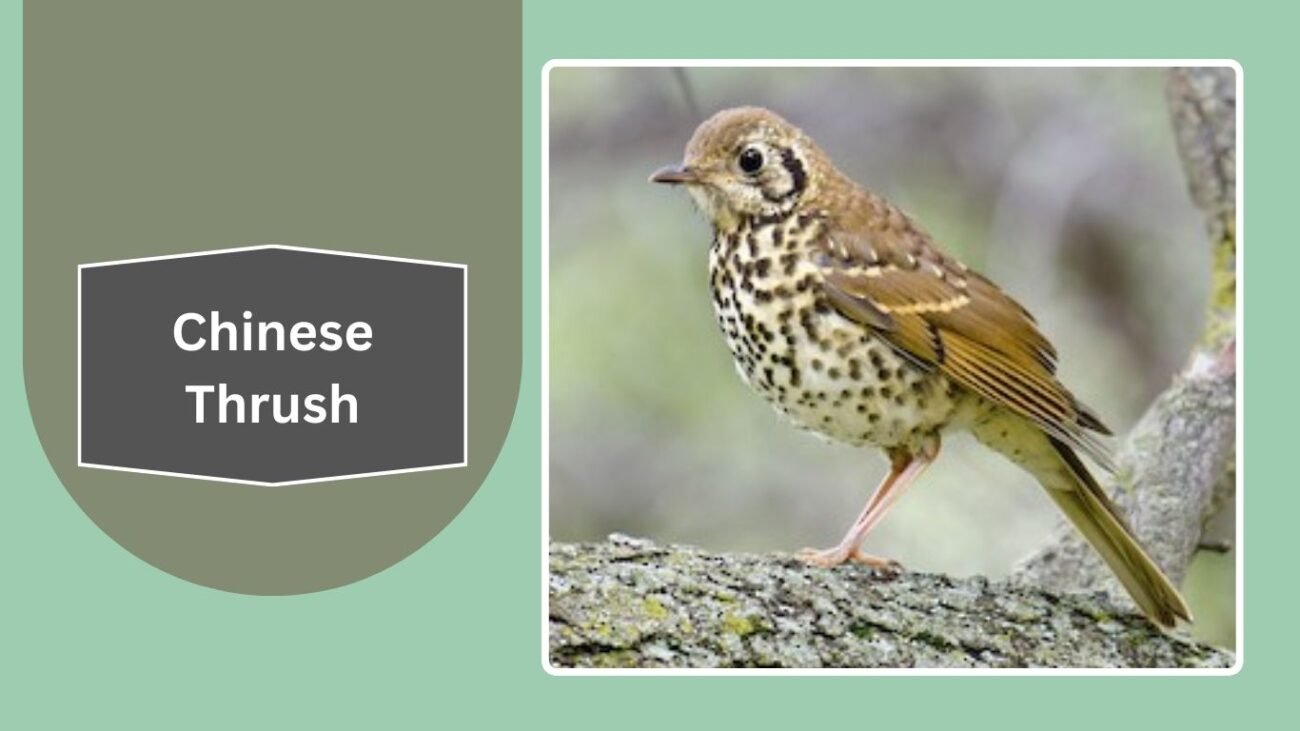 Chinese Thrush