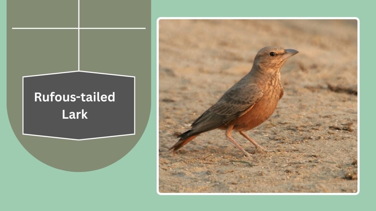 Rufous-tailed Lark