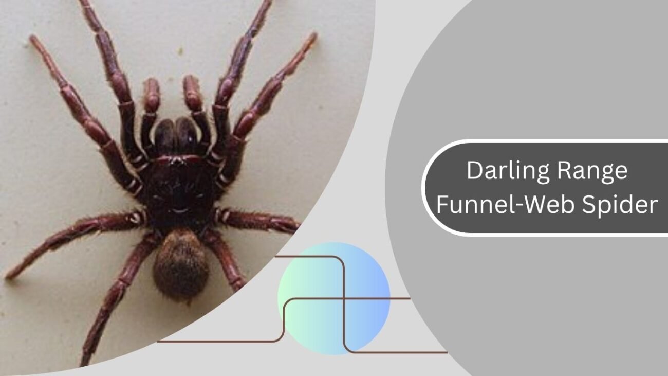 Darling Range Funnel-Web Spider