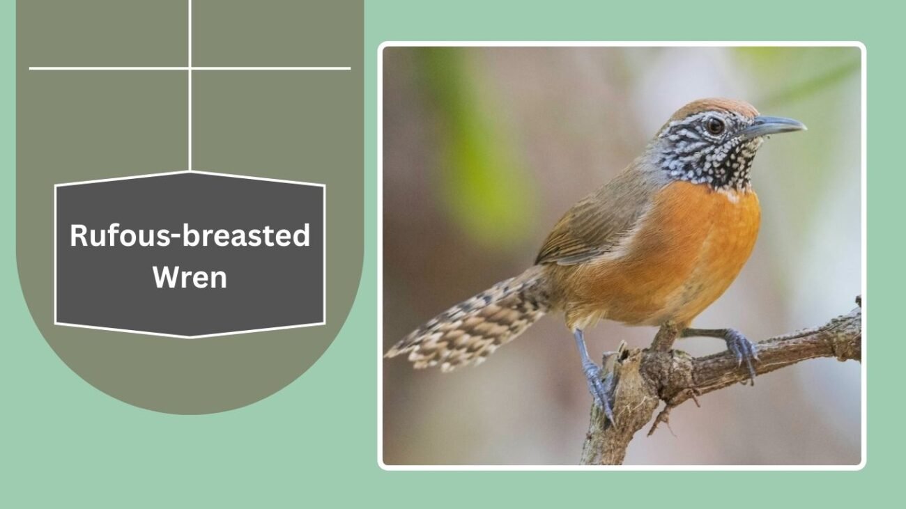 Rufous-breasted Wren
