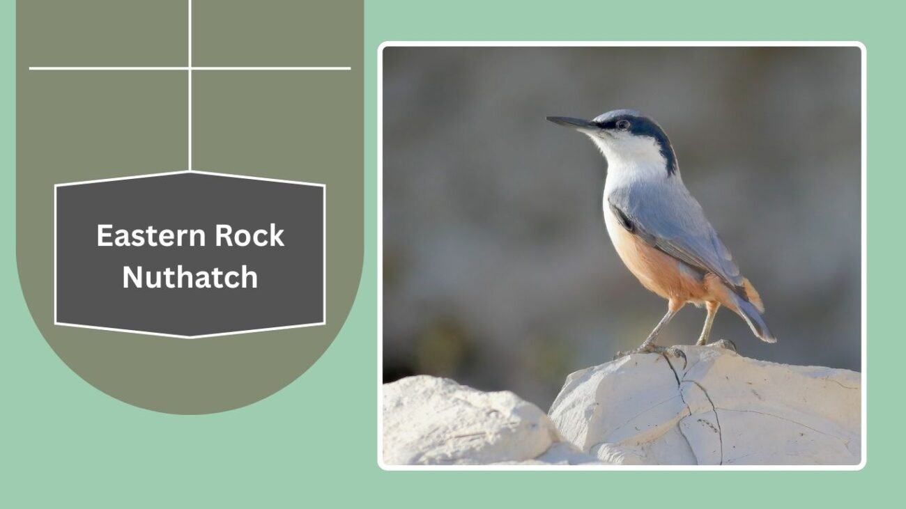 Eastern Rock Nuthatch