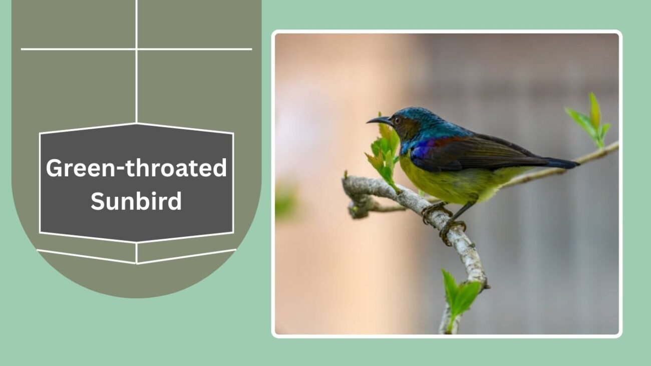 Green-throated Sunbird