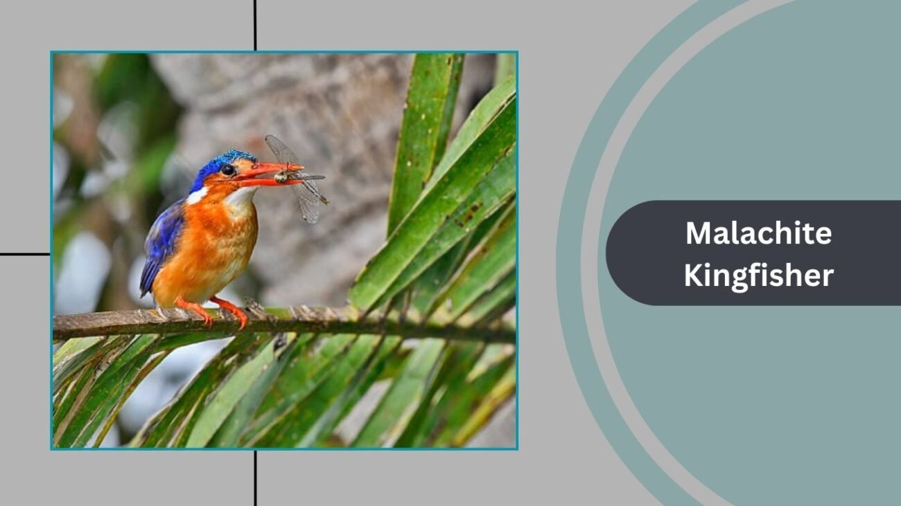 Malachite Kingfisher