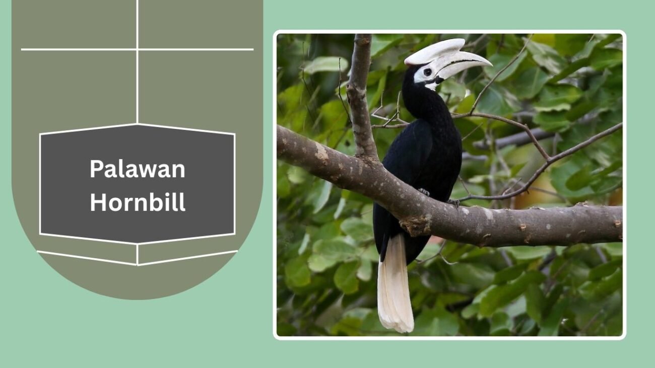Palawan Hornbill