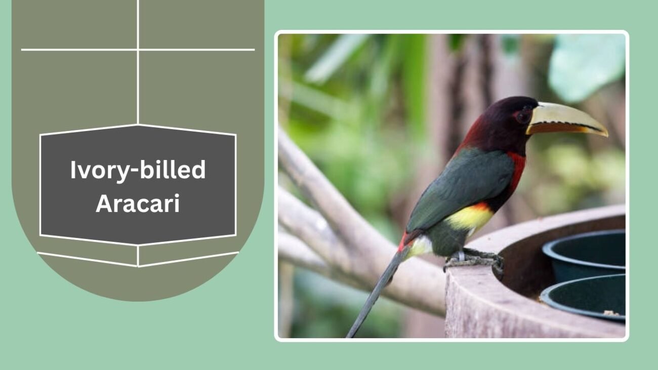 Ivory-billed Aracari