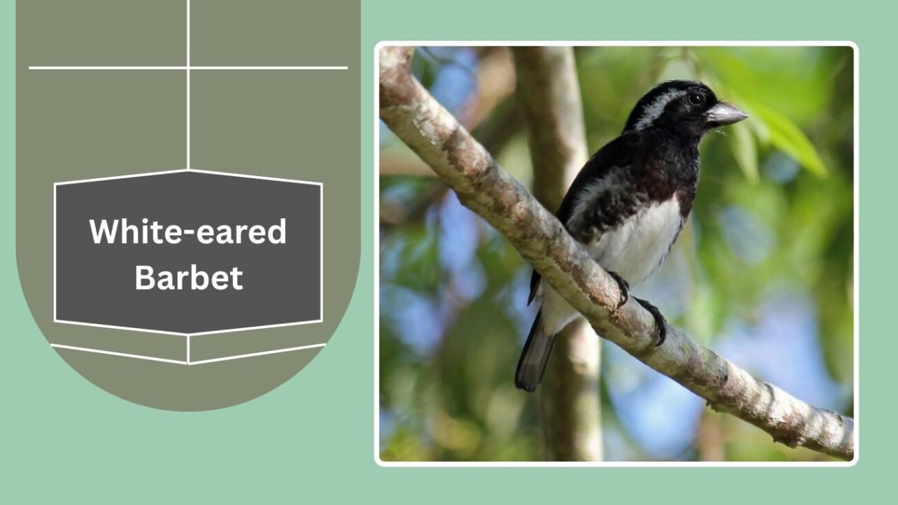 White-eared Barbet