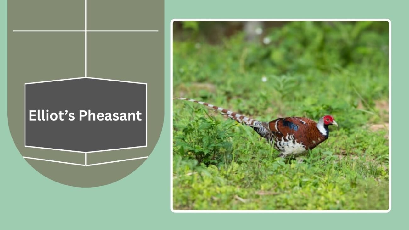 Elliot’s Pheasant