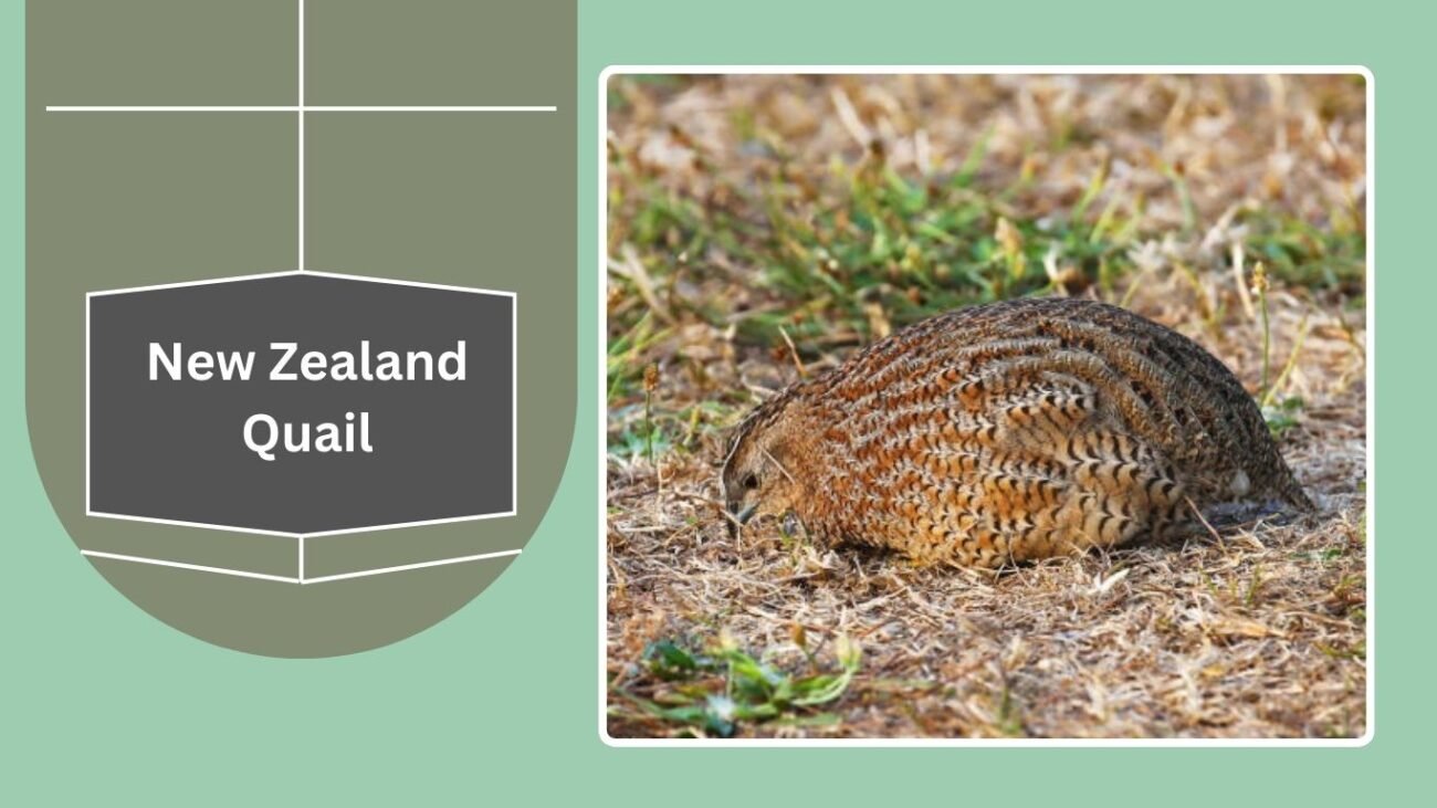 New Zealand Quail (Extinct)