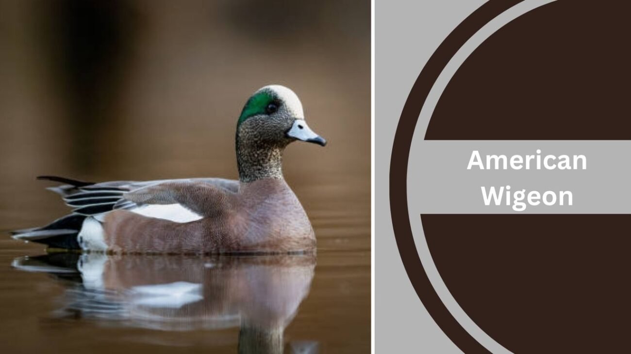 American Wigeon