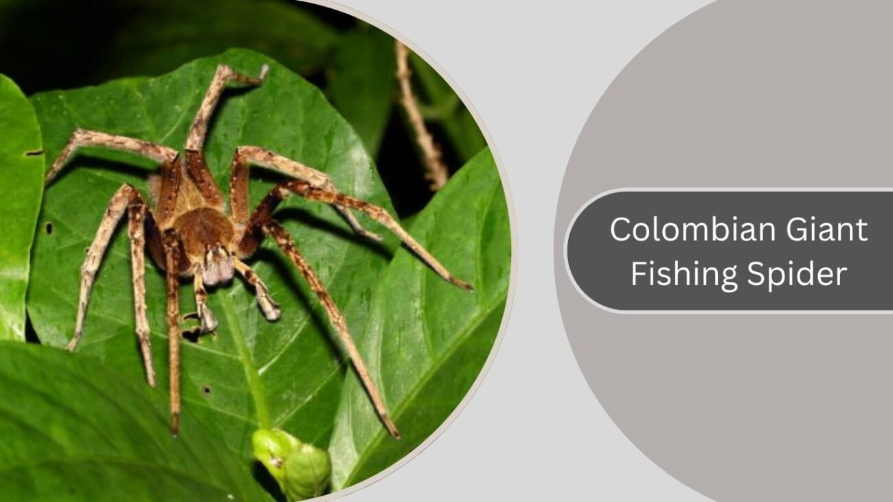 Colombian Giant Fishing Spider