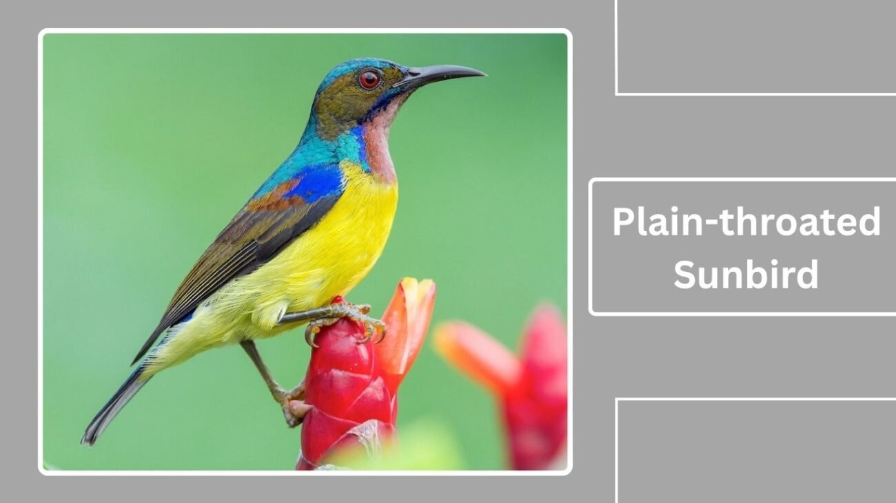 Plain-throated Sunbird