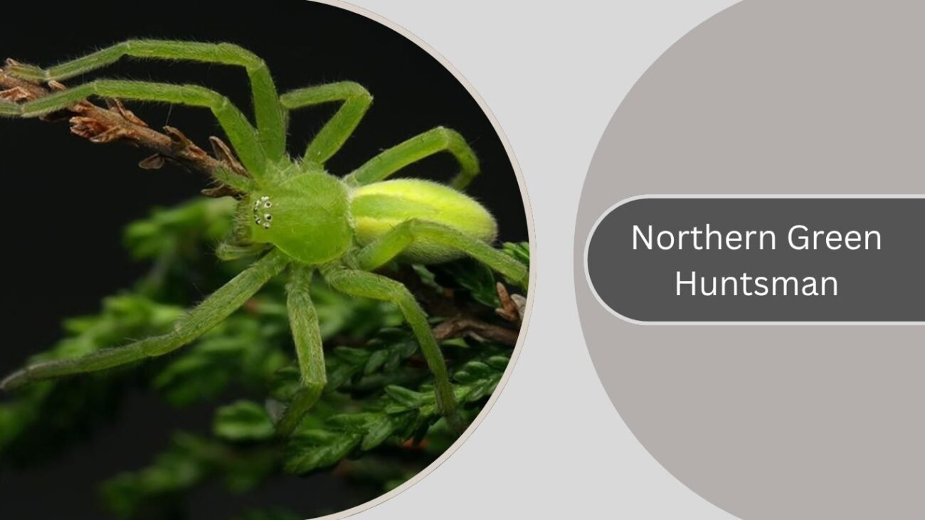 Northern Green Huntsman