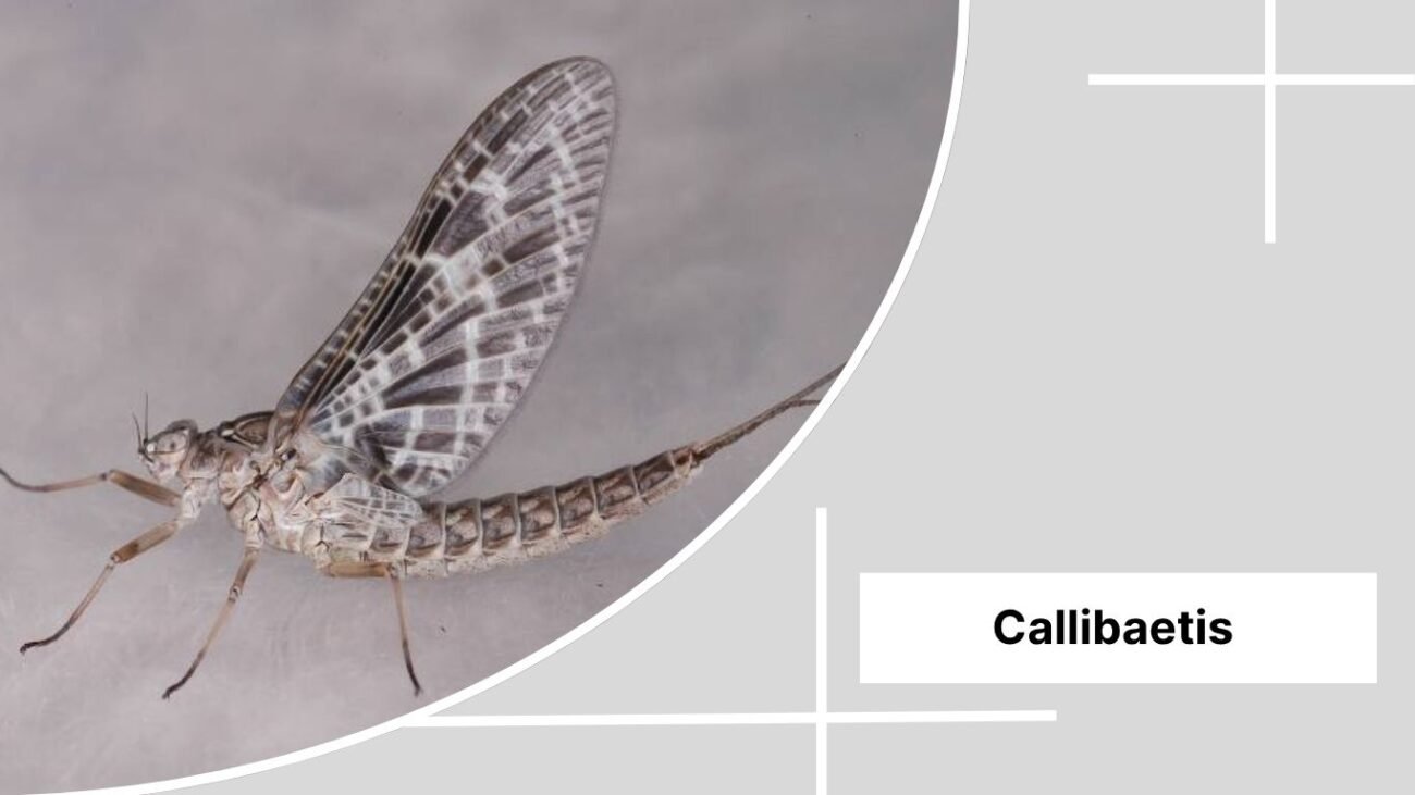 Callibaetis