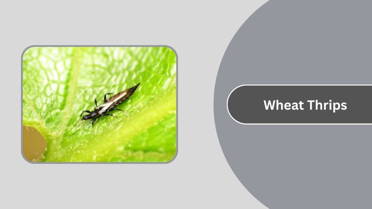Wheat Thrips
