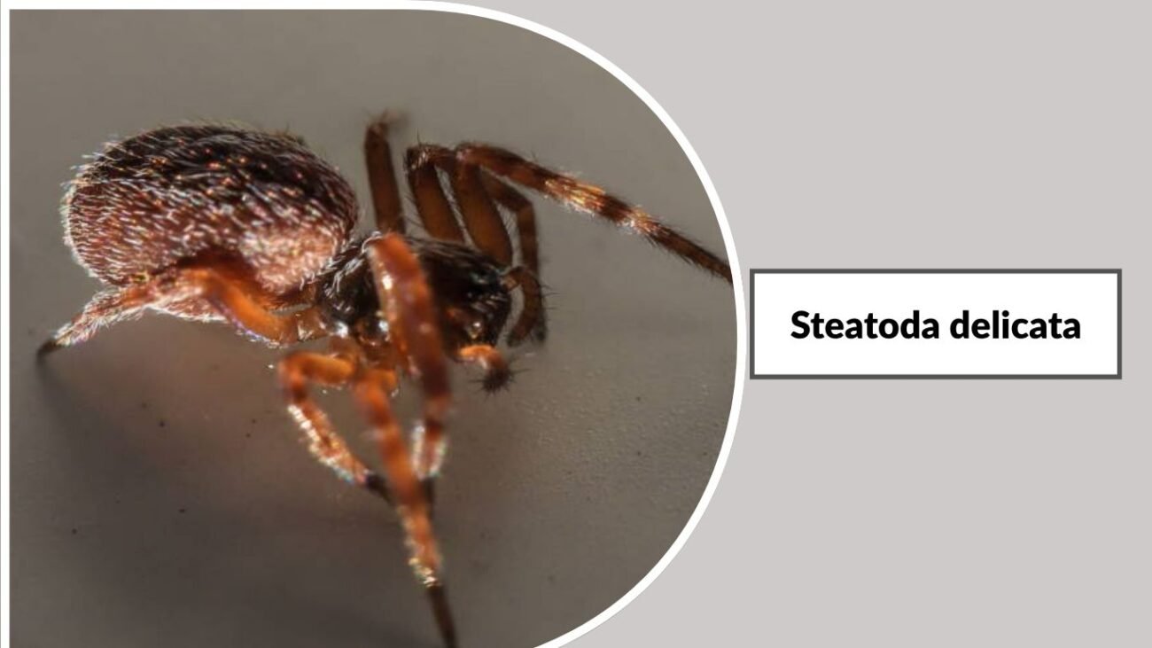Steatoda delicata