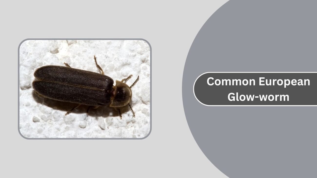  Common European Glow-worm