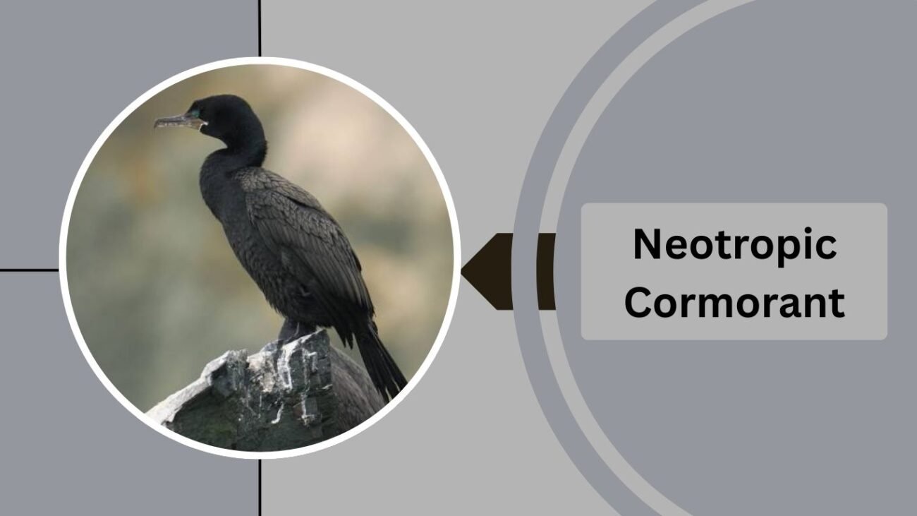 Neotropic Cormorant