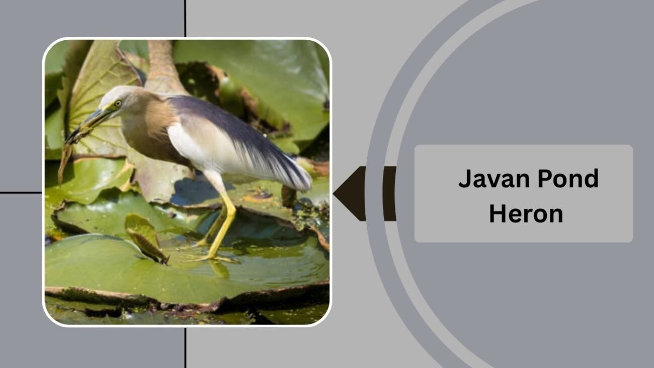  Javan Pond Heron