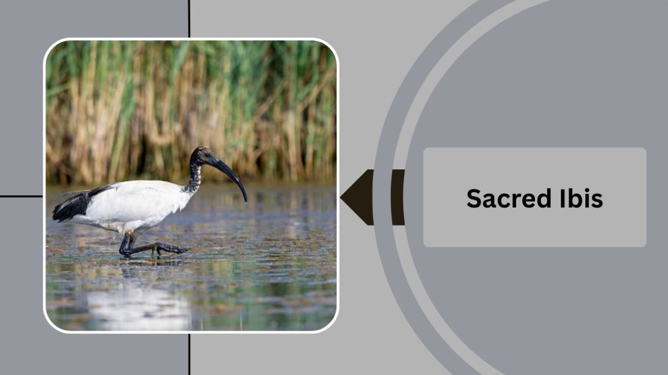 Sacred Ibis