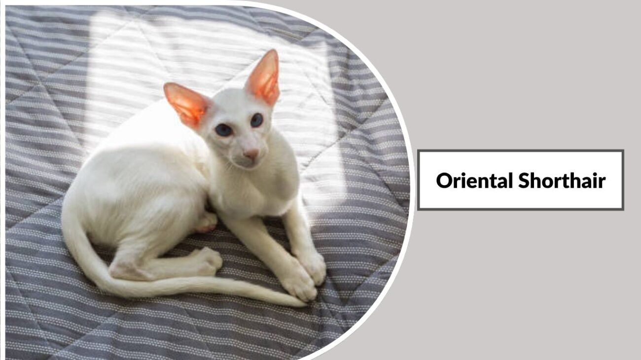 Oriental Shorthair