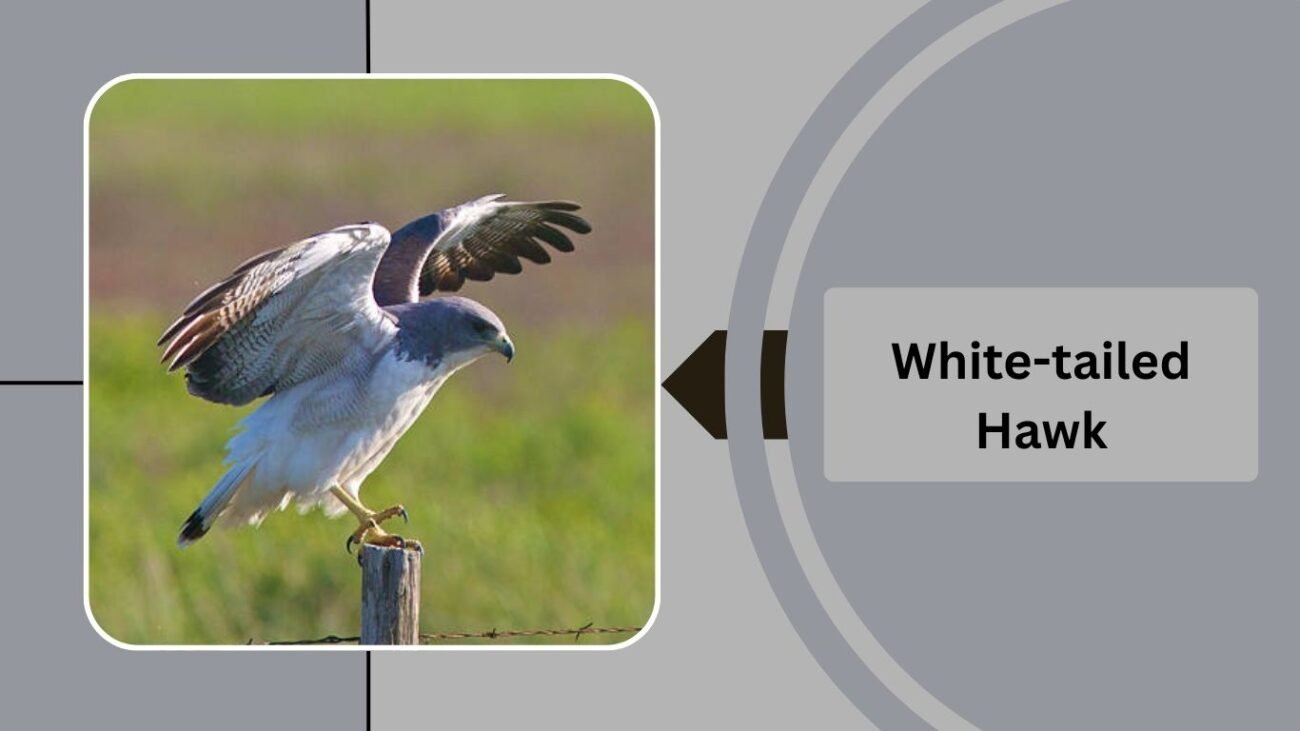 White-tailed Hawk