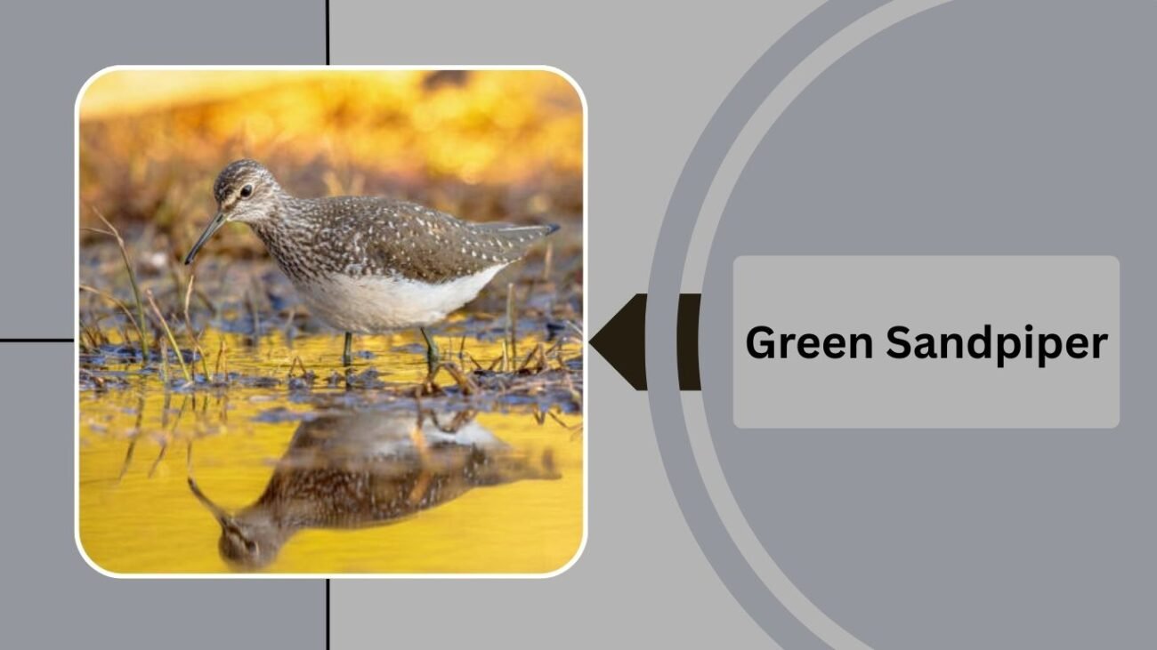 Green Sandpiper