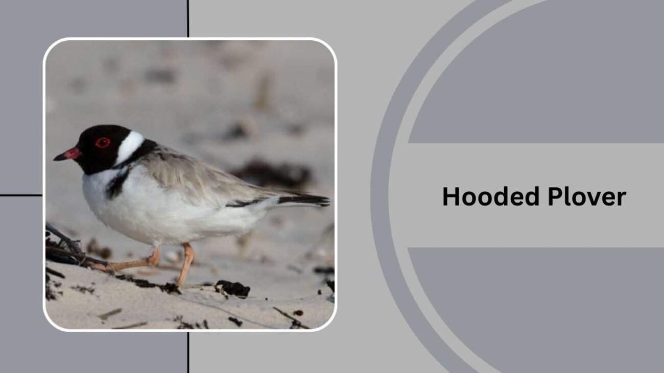 Hooded Plover