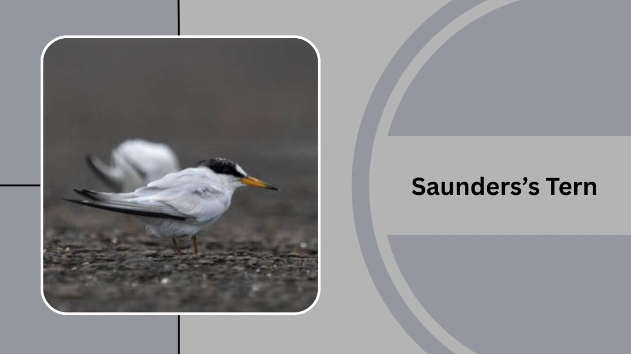 Saunders’s Tern