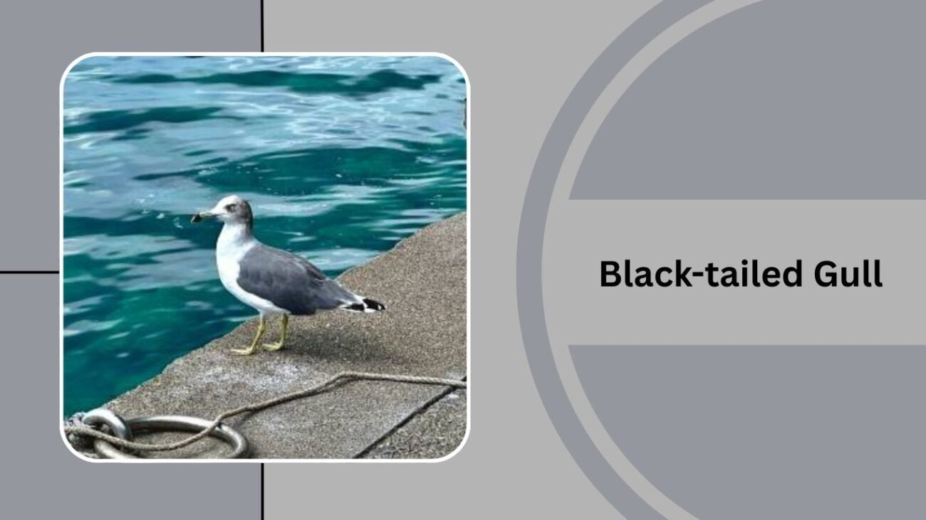 Black-tailed Gull