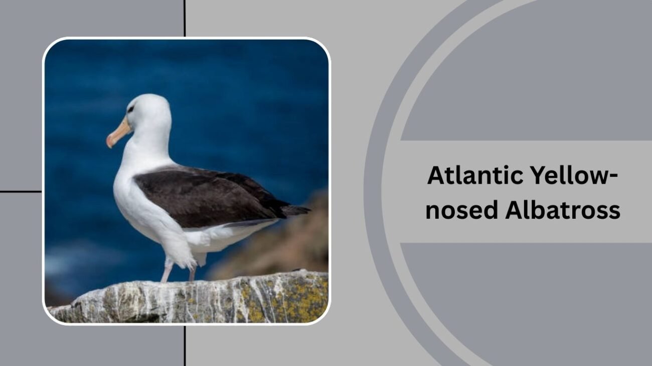 Atlantic Yellow-nosed Albatross
