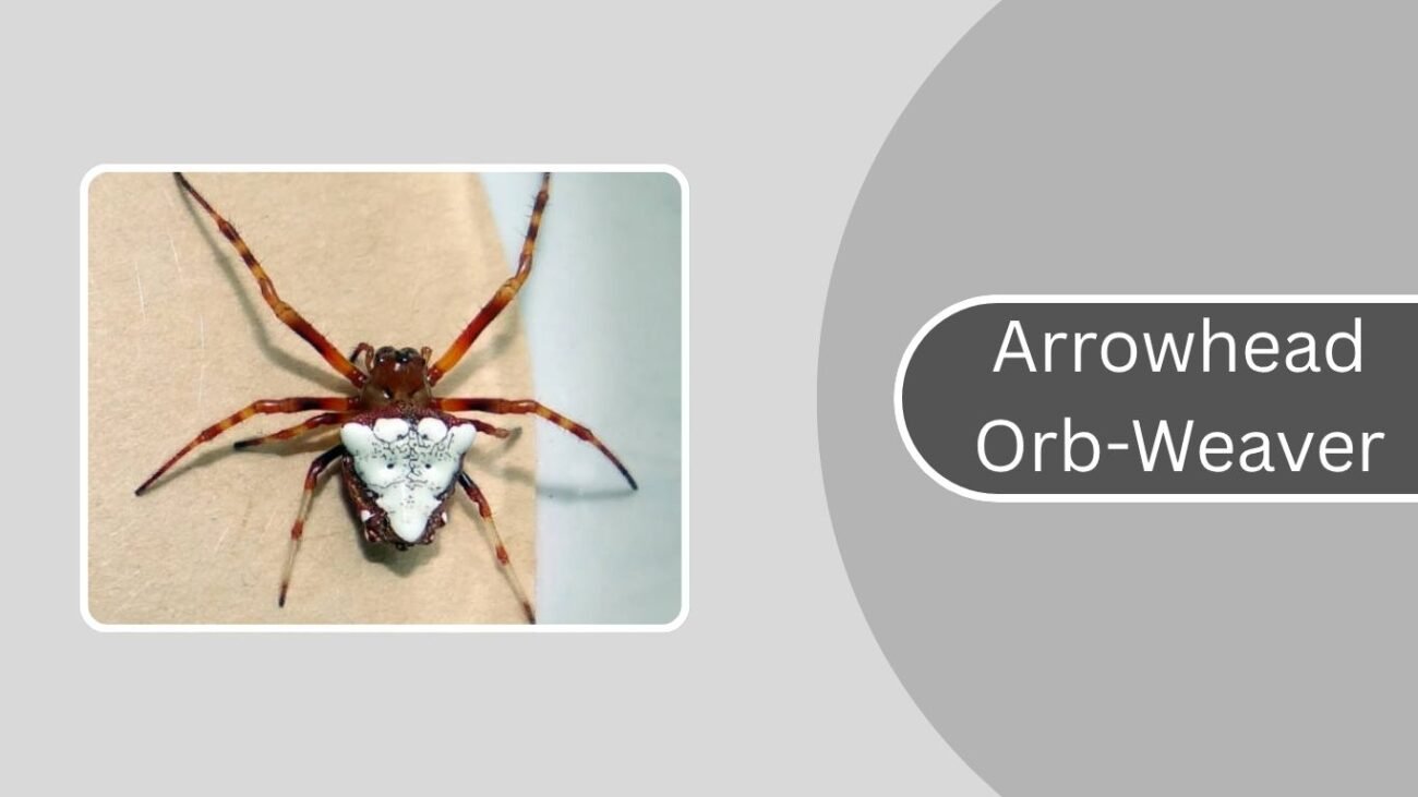 Arrowhead Orb-Weaver