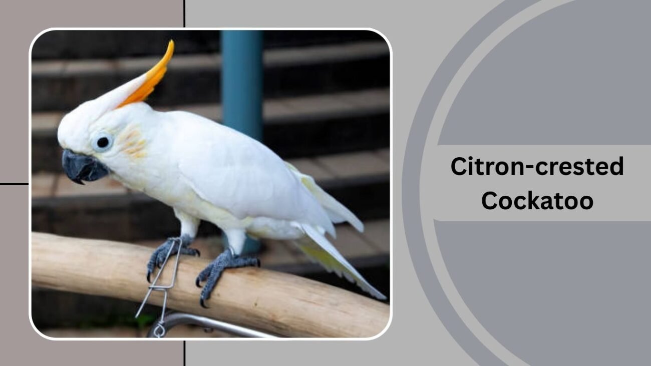 Citron-crested Cockatoo