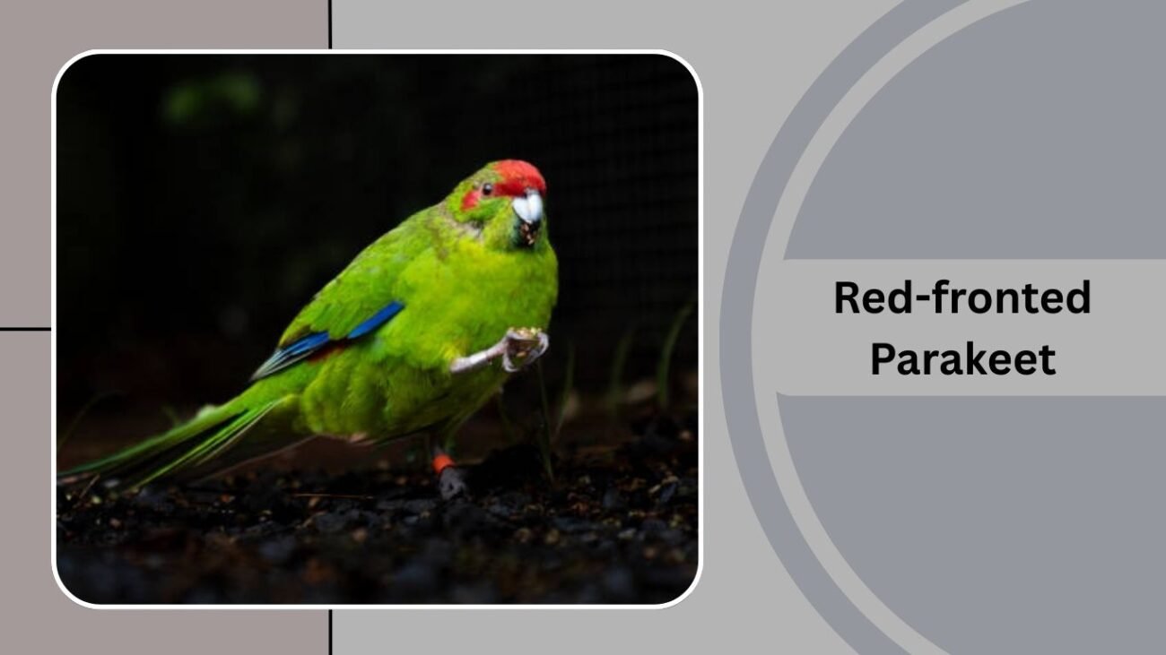 Red-fronted Parakeet