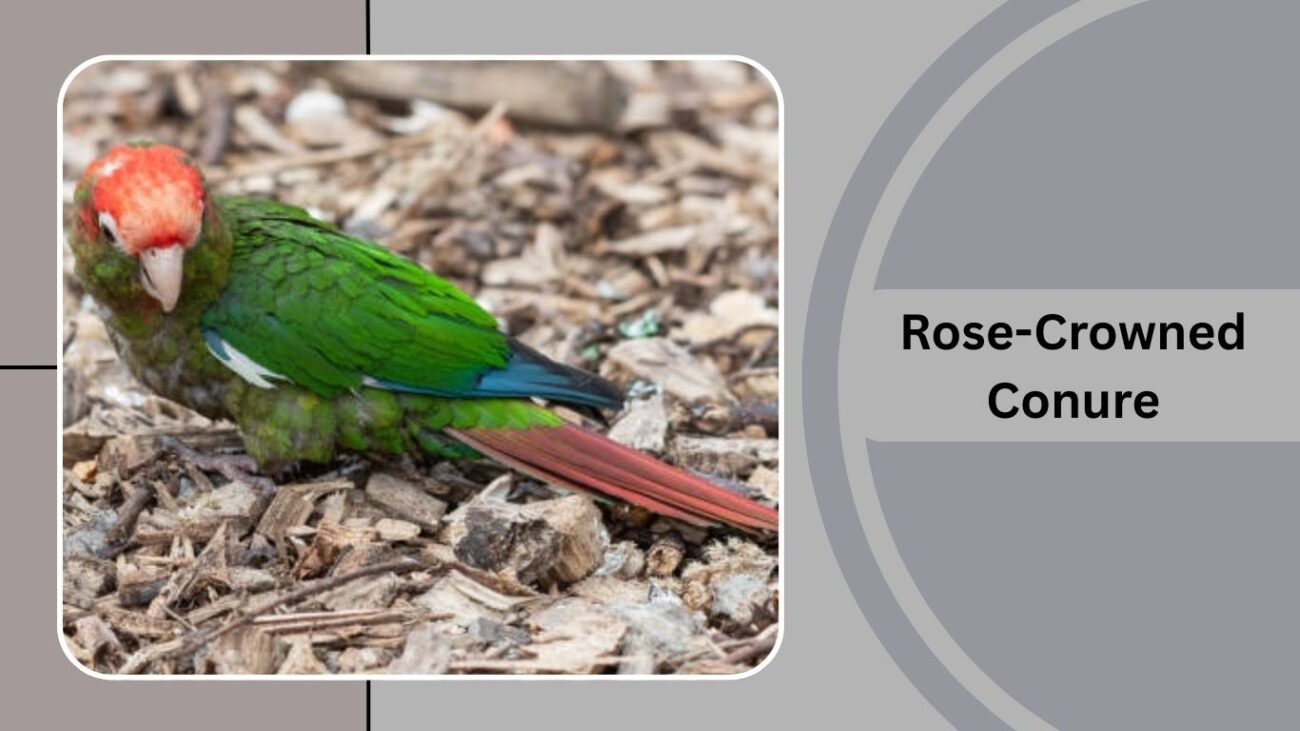 Rose-Crowned Conure