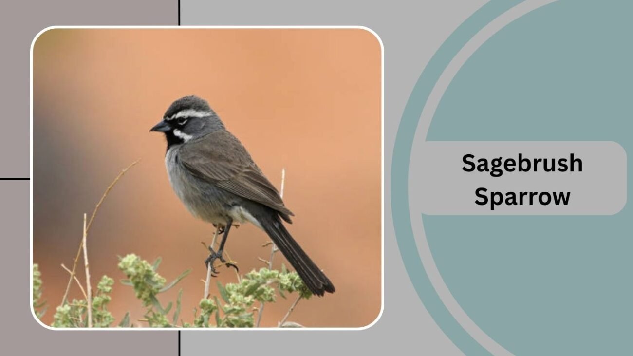 Sagebrush Sparrow